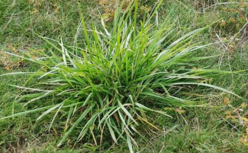 tall grassy weed growing in lawn needing removal and control