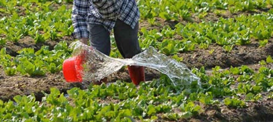 person watering garden plants to support healthy lawn and plant growth
