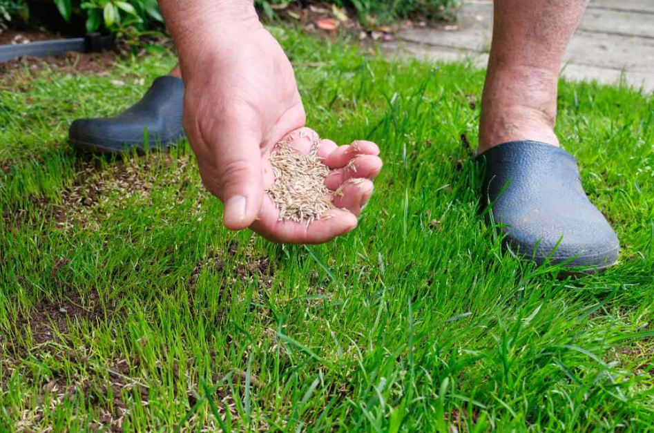 spreading grass seed on lawn for overseeding and patch repair
