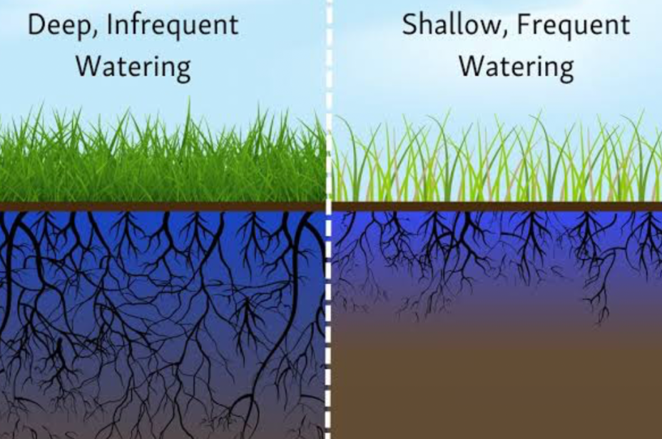 deep watering vs shallow watering comparison for healthy lawn root growth