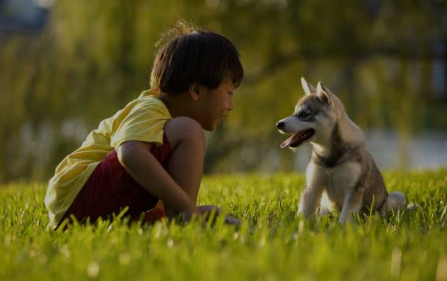 child playing with puppy on healthy green lawn in backyard