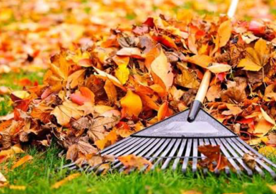 raking fallen leaves in yard for seasonal lawn maintenance