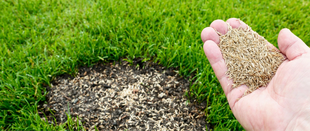 hand spreading grass seed on bare lawn patch for lawn repair and overseeding treatment