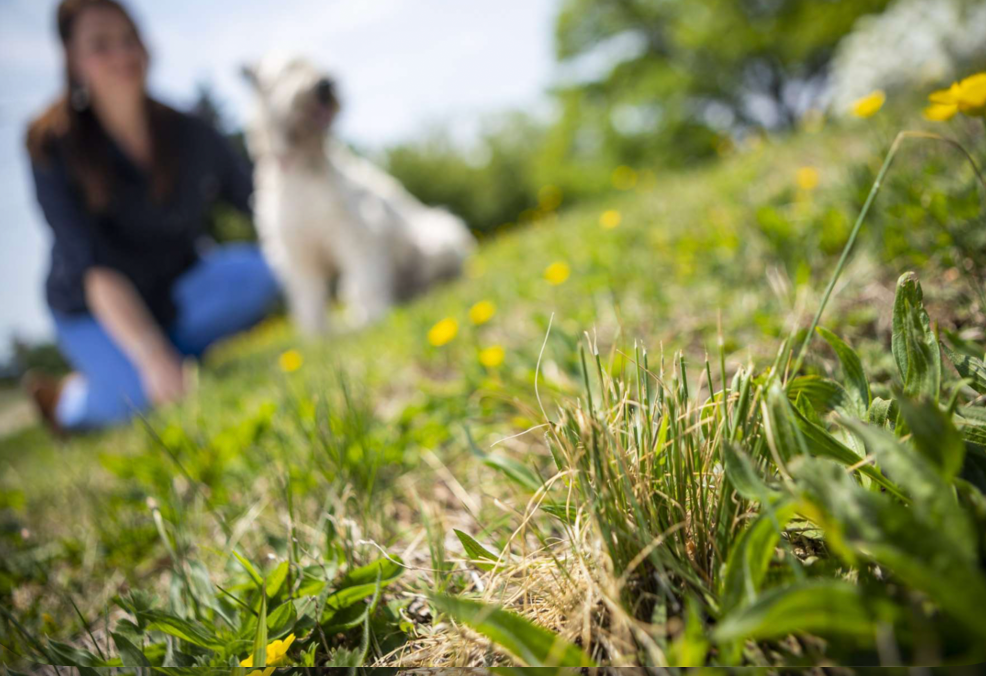 patchy lawn with weeds and dry grass showing poor lawn health