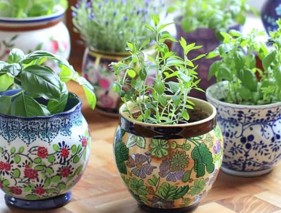 decorative ceramic pots with fresh indoor herbs growing on a wooden table