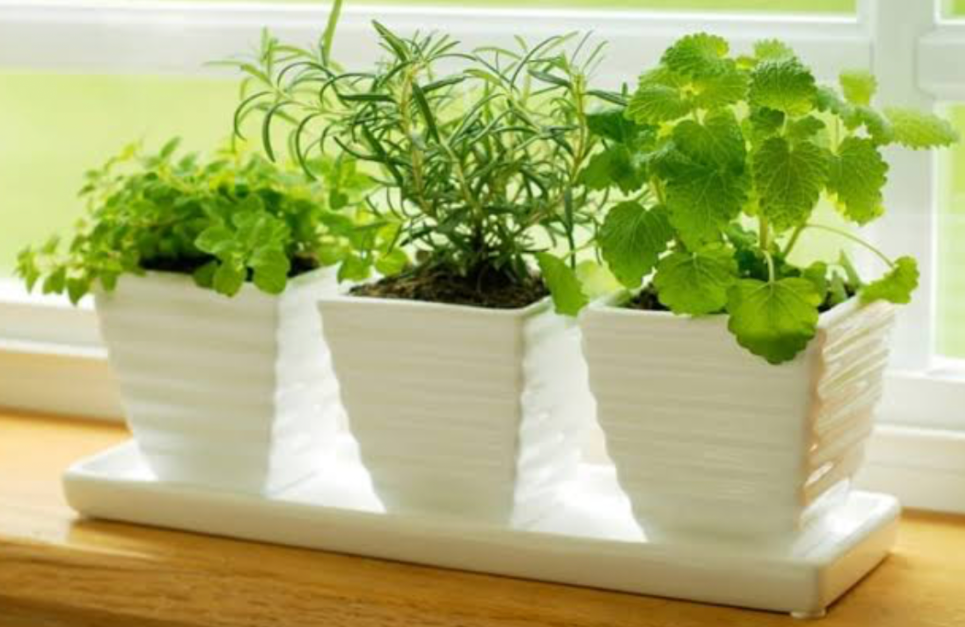 small herb plants growing in white pots on a sunny kitchen windowsill