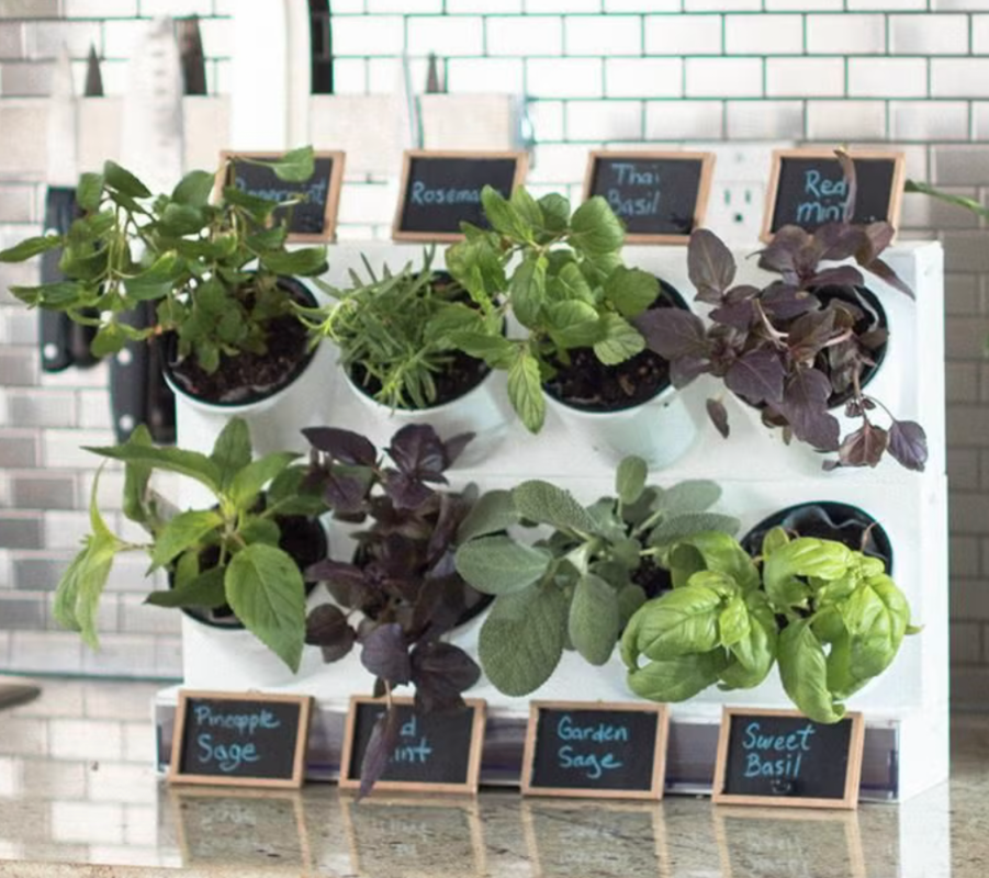 vertical indoor herb garden with labeled basil mint rosemary and sage plants