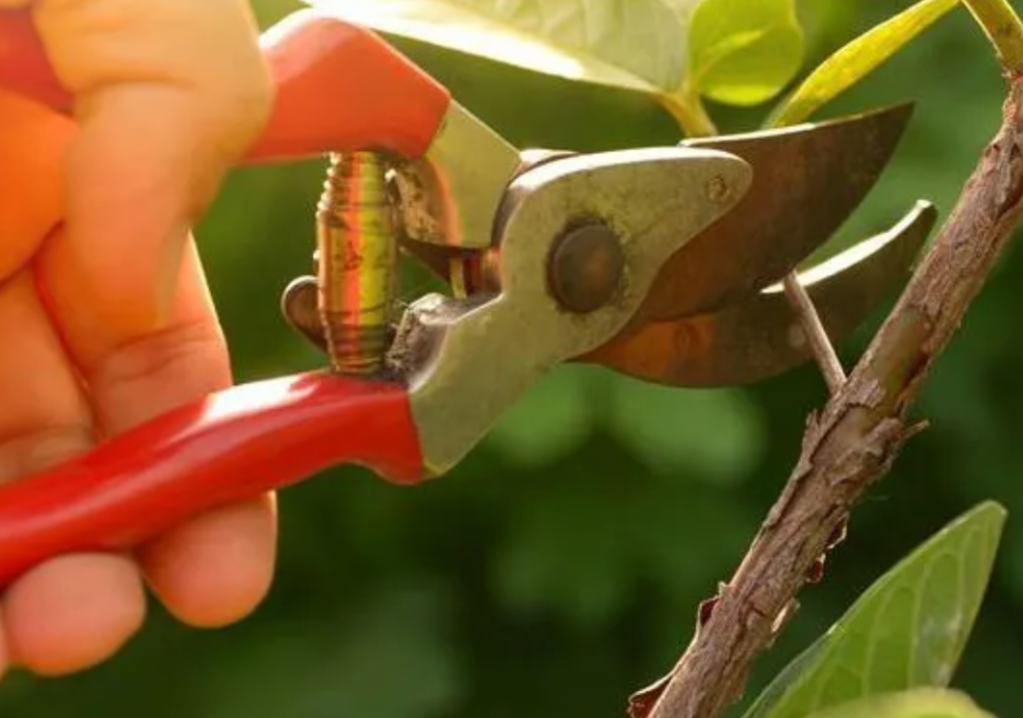 close up of pruning shears cutting a shrub branch during garden maintenance