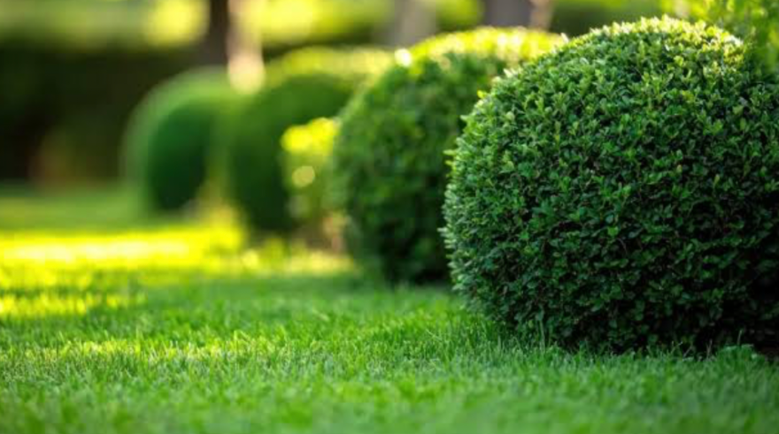 trimmed round boxwood shrubs in a well maintained green garden landscape