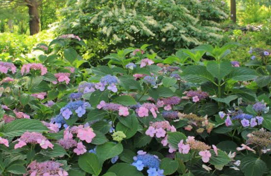 hydrangea shrubs blooming with pink and blue flowers in a backyard garden