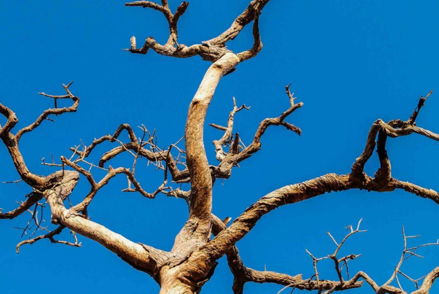 dead tree with twisted bare branches against a clear blue sky