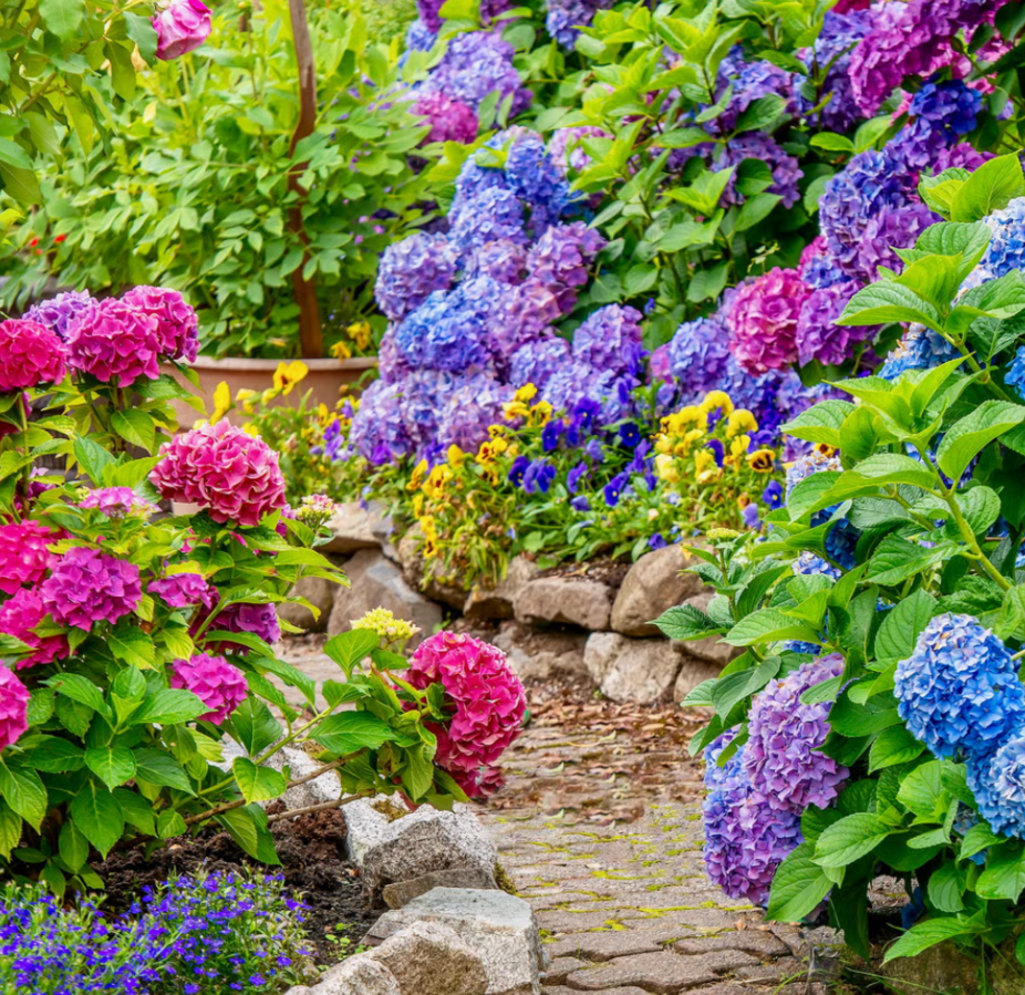 garden pathway surrounded by colorful pink purple and blue hydrangea flowers