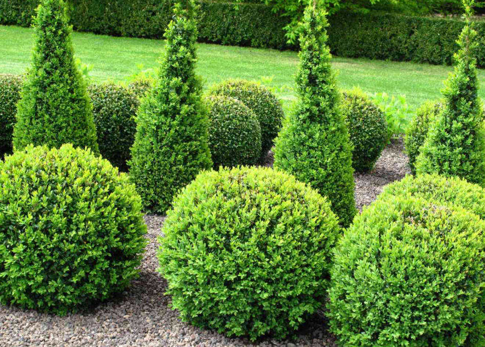 decorative boxwood shrubs and cone shaped topiary plants in landscaped garden