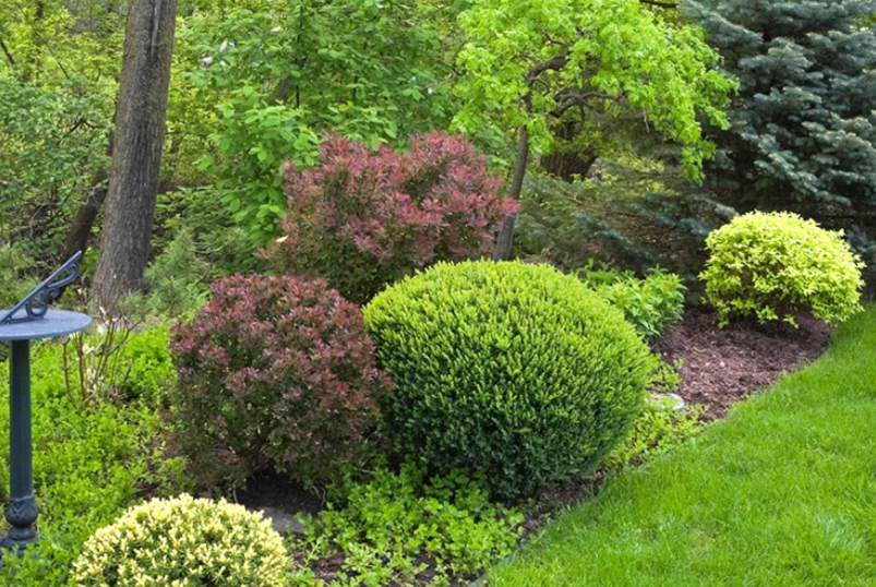 mixed shrub border with evergreen bushes and colorful foliage in backyard landscape