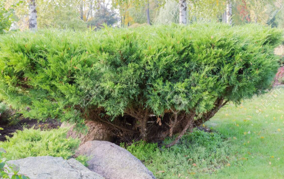 low growing evergreen juniper shrub used as ground cover in garden landscape