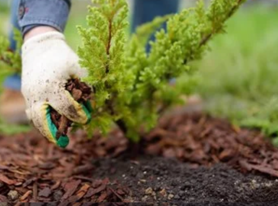 gardener applying mulch around a newly planted evergreen shrub in garden soil