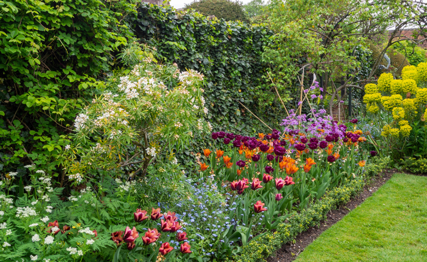 colorful flower border garden with tulips shrubs and blooming ornamental plants