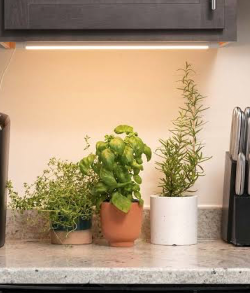 fresh basil thyme and rosemary plants on a kitchen countertop under cabinet lighting