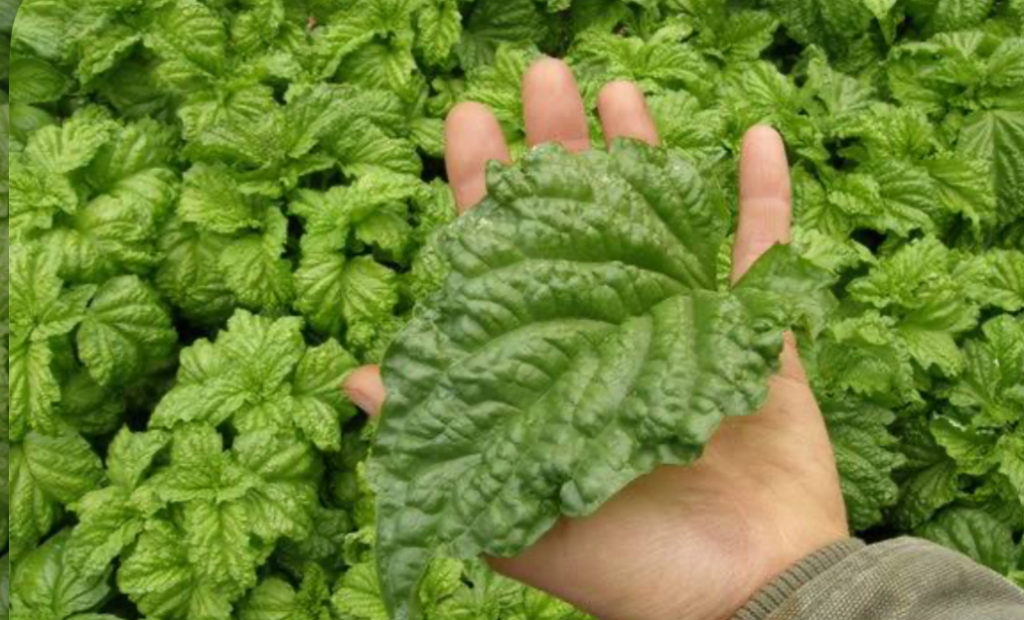 hand holding a fresh mint leaf above healthy mint plants in a garden